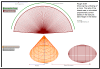 cone net